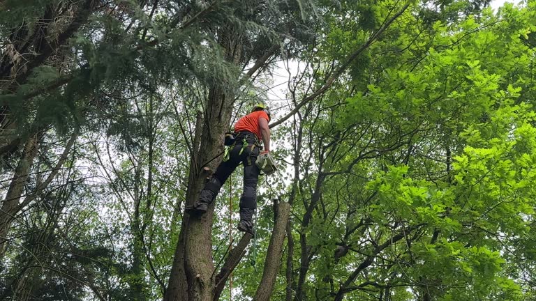 Best Tree Health Inspection  in Honesdale, PA